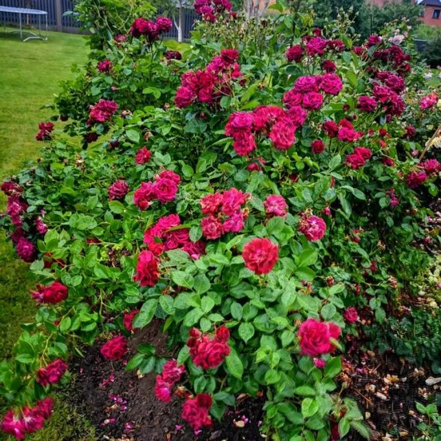 Csokros - Rózsa - Katie's Rose® - kertészeti webáruház