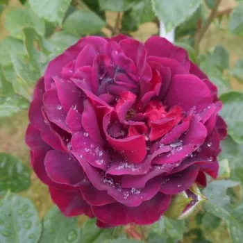 Rosen online kaufen - beetrose floribundarose - rose ohne duft - Katie's Rose® - dunkelrot - (60-90 cm)