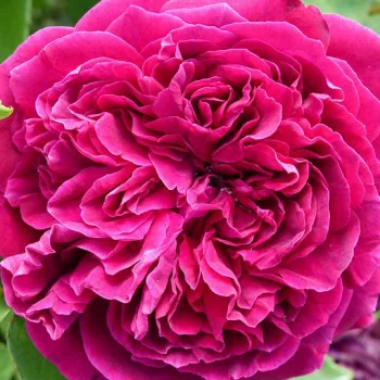 Rózsák webáruháza. - történelmi - damaszkuszi rózsa - lila - intenzív illatú rózsa - damaszkuszi aromájú - Arthur de Sansal® - (80-90 cm)