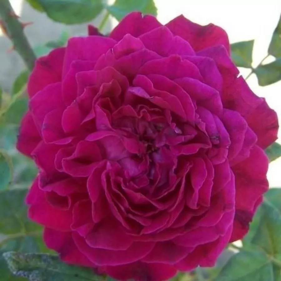 Morado - Rosa - Arthur de Sansal® - rosal de pie alto