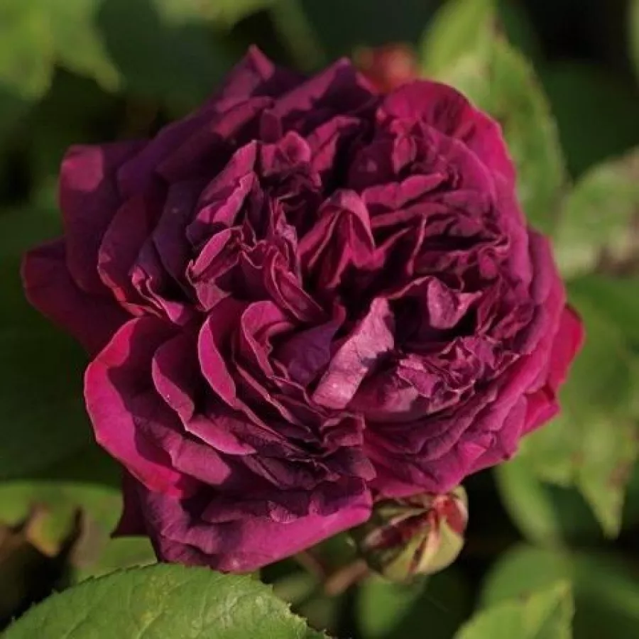 Zgodovinska - damaščanska vrtnica - Roza - Arthur de Sansal® - vrtnice - proizvodnja in spletna prodaja sadik