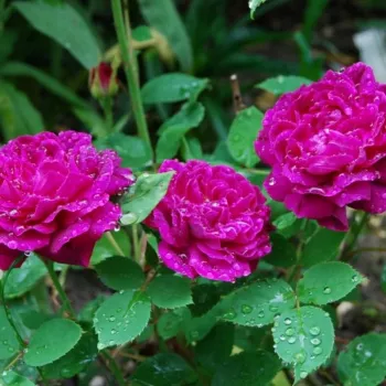 Sötétlila - történelmi - damaszkuszi rózsa - intenzív illatú rózsa - damaszkuszi aromájú