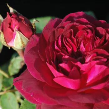 Rosa Arthur de Sansal® - morado - rosales antiguos - damascena