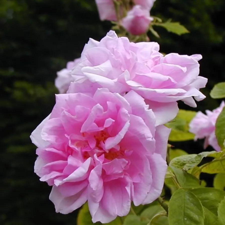 Történelmi - damaszkuszi rózsa - Rózsa - Quatre Saisons® - online rózsa vásárlás