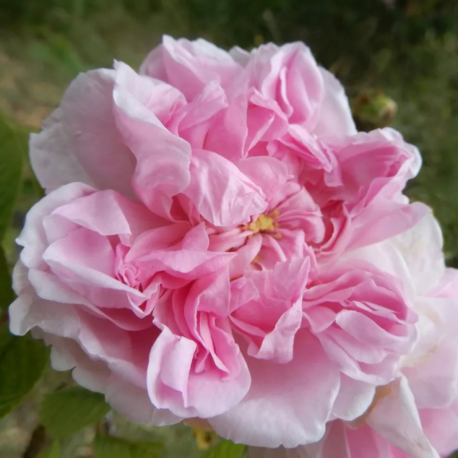 Zgodovinska - damaščanska vrtnica - Roza - Quatre Saisons® - vrtnice - proizvodnja in spletna prodaja sadik