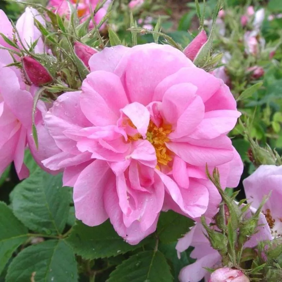 šaličast - Ruža - Quatre Saisons® - sadnice ruža - proizvodnja i prodaja sadnica