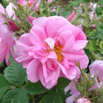 Rosa Quatre Saisons® - ružičasta - starinska - damaščanska ruža