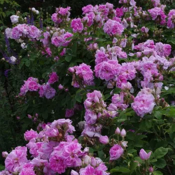 Világos rózsaszín - történelmi - damaszkuszi rózsa - intenzív illatú rózsa - eper aromájú