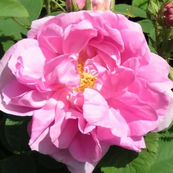 Online rózsa kertészet - rózsaszín - történelmi - damaszkuszi rózsa - intenzív illatú rózsa - eper aromájú - Quatre Saisons® - (120-150 cm)
