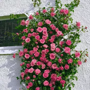 Telt középmély rózsaszín, finom korallos beütéssel. - climber, futó rózsa - erős, markáns illatú rózsa - gyümölcsös, édeskés aromájú