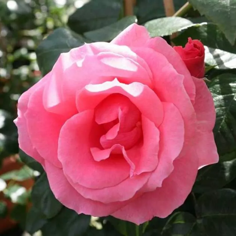 Intenziven vonj vrtnice - Roza - Tanklewi® - vrtnice online