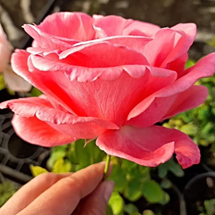 Climber, vrtnica vzpenjalka - Roza - Tanklewi® - vrtnice online