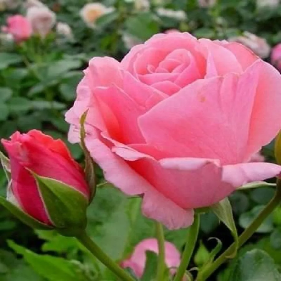 Rosa de fragancia intensa - Rosa - Tanklewi® - comprar rosales online