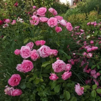 Rózsaszín - climber, futó rózsa - intenzív illatú rózsa - barack aromájú