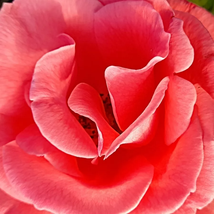 Csésze - Rózsa - Tanklewi® - online rózsa vásárlás