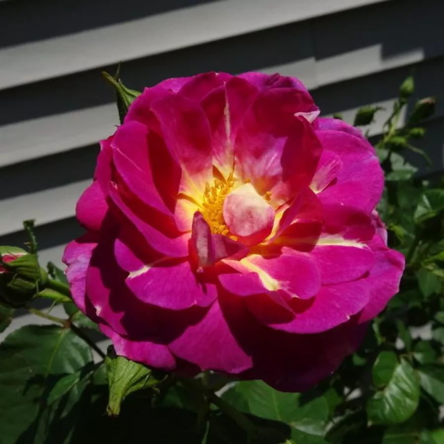 Virágágyi grandiflora - floribunda rózsa - Rózsa - Wekstephitsu - online rózsa vásárlás
