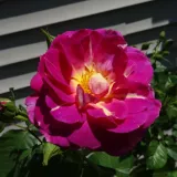 Rózsaszín - virágágyi grandiflora - floribunda rózsa - intenzív illatú rózsa - barack aromájú - Rosa Wekstephitsu - Online rózsa rendelés