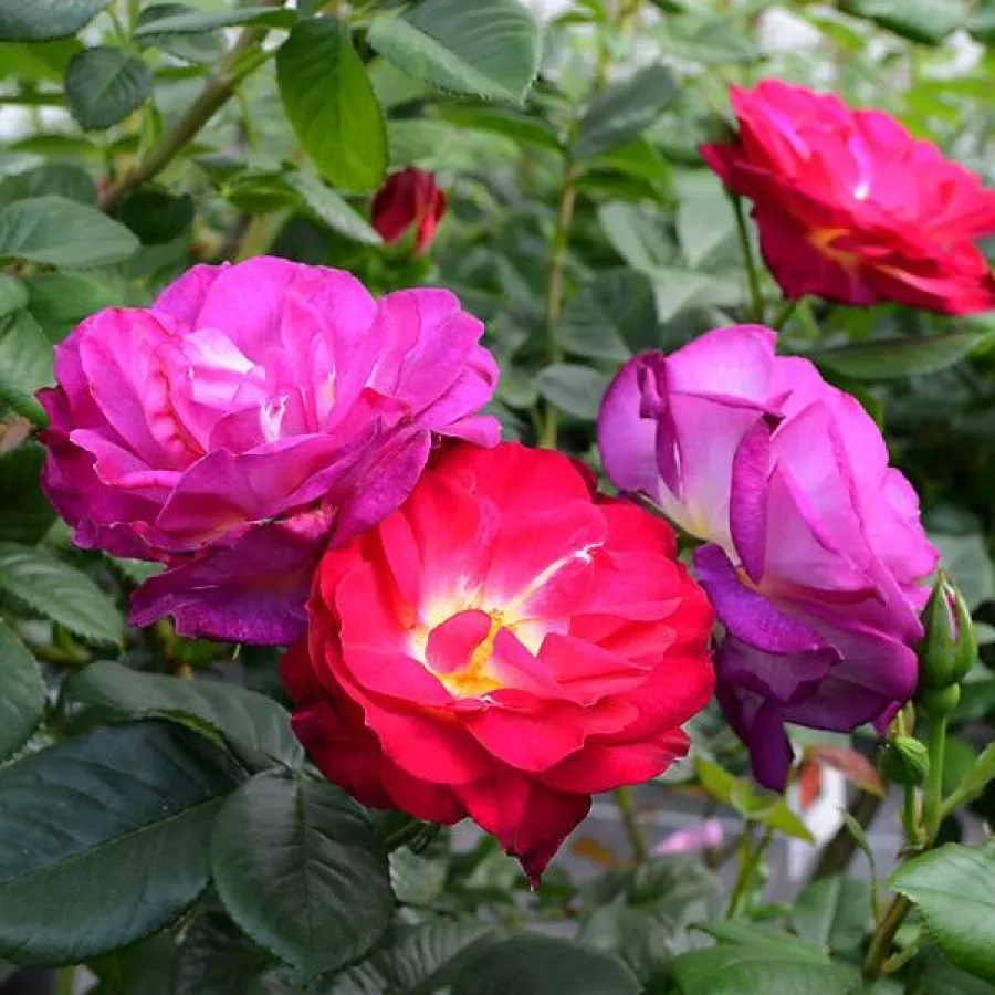 Vrtnica grandiflora - floribunda za cvetlično gredo - Roza - Wekstephitsu - vrtnice - proizvodnja in spletna prodaja sadik