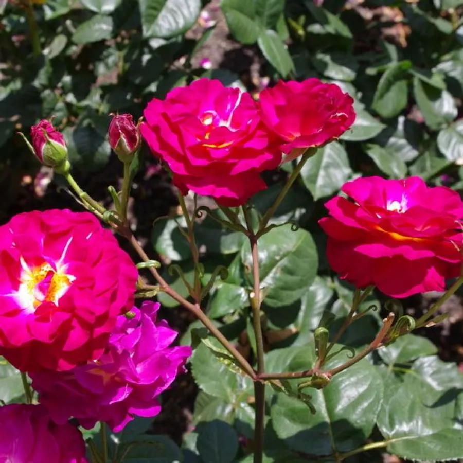Rosa de fragancia intensa - Rosa - Wekstephitsu - comprar rosales online