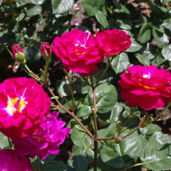Rosa Wekstephitsu - rózsaszín - virágágyi grandiflora - floribunda rózsa
