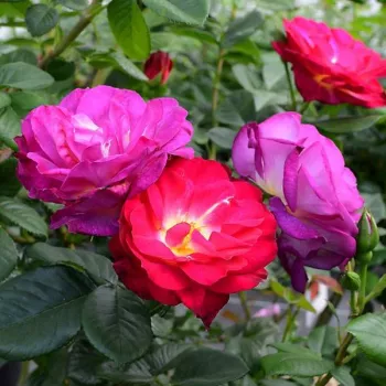 Ciemnoróżowy - róża rabatowa grandiflora - floribunda - róża o intensywnym zapachu - zapach brzoskwini