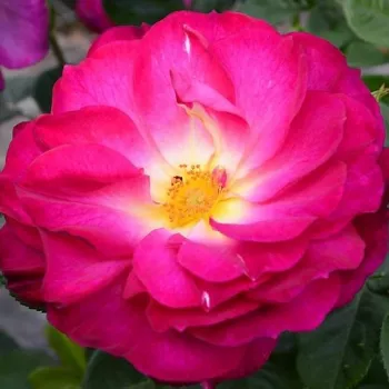 Web trgovina ruža - ružičasta - grandiflora - floribunda ruža za gredice - ruža intenzivnog mirisa - aroma breskve - Wekstephitsu - (90-150 cm)