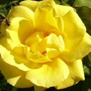 Rózsák webáruháza. - sárga - climber, futó rózsa - Dune® - közepesen illatos rózsa - édes aromájú - (250-300 cm)