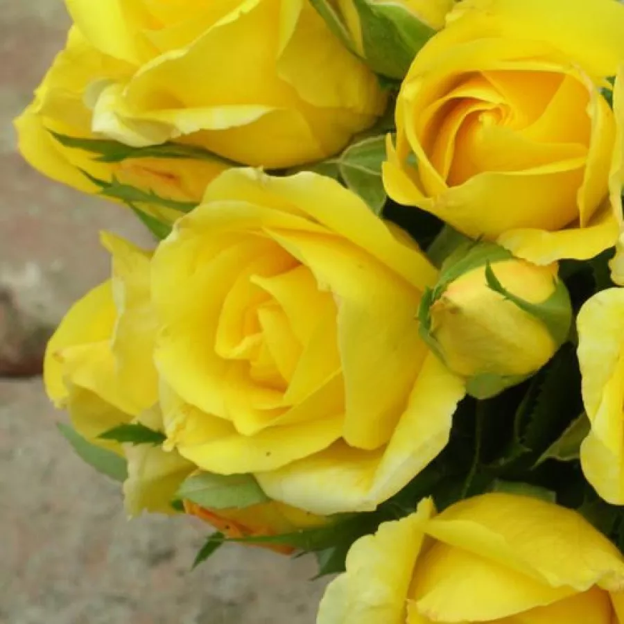 Amarillo - Rosa - Dune® - Comprar rosales online