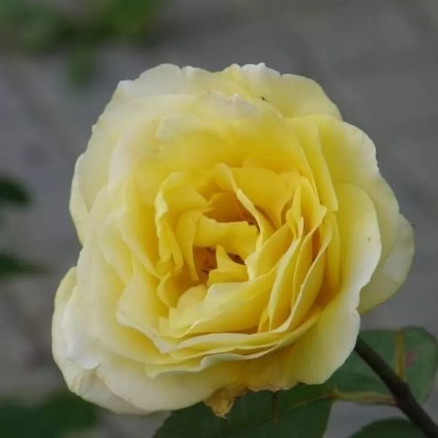 Sárga - Rózsa - Dune® - Kertészeti webáruház