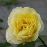 Sárga - közepesen illatos rózsa - édes aromájú - Online rózsa vásárlás - Rosa Dune® - climber, futó rózsa