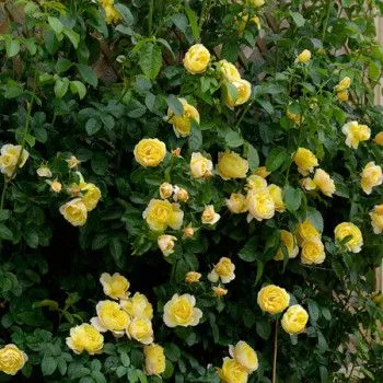 Dzeltens - climber, vīteņrozes - mēreni smaržojoša roze - ar saldenu aromātu