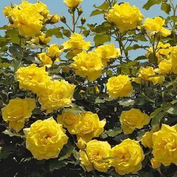Rosa Dune® - amarillo - rosales trepadores