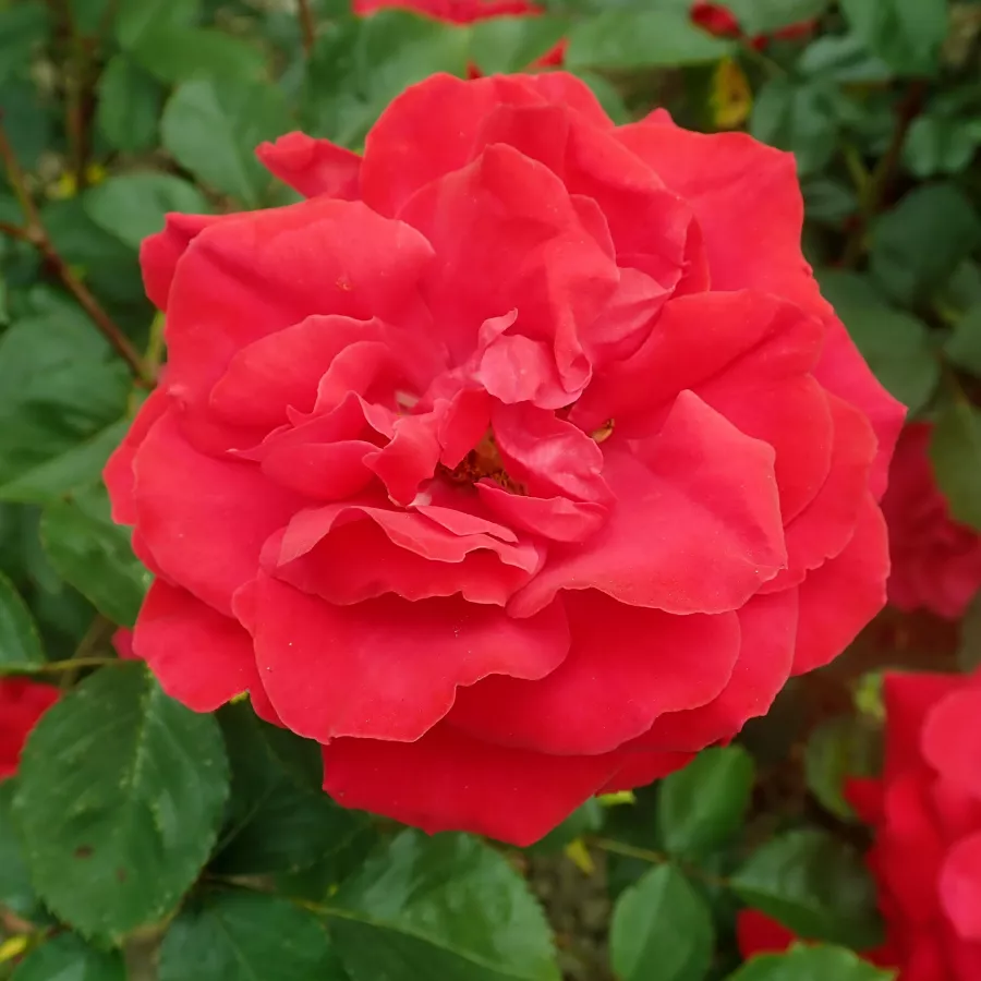Rdeča - Roza - Gruss an Heidelberg® - vrtnice - proizvodnja in spletna prodaja sadik