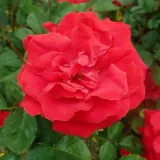 Vörös - climber, futó rózsa - diszkrét illatú rózsa - málna aromájú - Rosa Gruss an Heidelberg® - Online rózsa rendelés