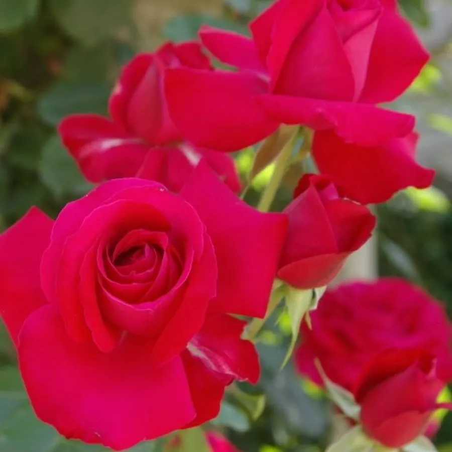 Climber, penjačica - Ruža - Gruss an Heidelberg® - sadnice ruža - proizvodnja i prodaja sadnica