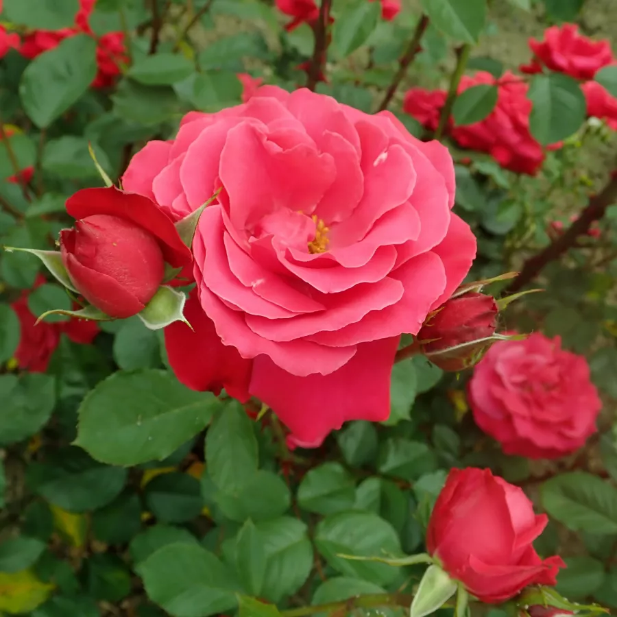 Diskreten vonj vrtnice - Roza - Gruss an Heidelberg® - vrtnice - proizvodnja in spletna prodaja sadik