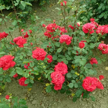 Vörös - climber, futó rózsa - diszkrét illatú rózsa - málna aromájú