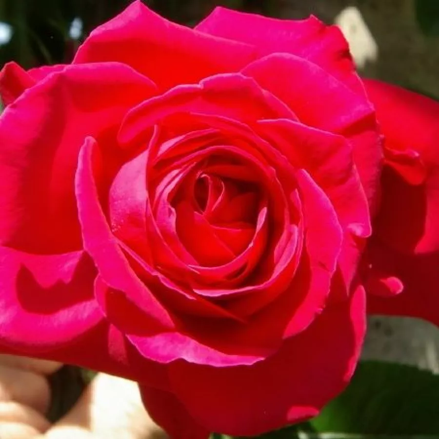KORbe - Roza - Gruss an Heidelberg® - vrtnice - proizvodnja in spletna prodaja sadik