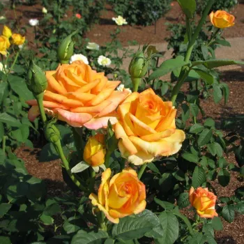 Élénk, meleg aranysárga árnyalatú. - teahibrid rózsa - közepes erősségű, jól érezhető illatú rózsa - édeskés aromájú