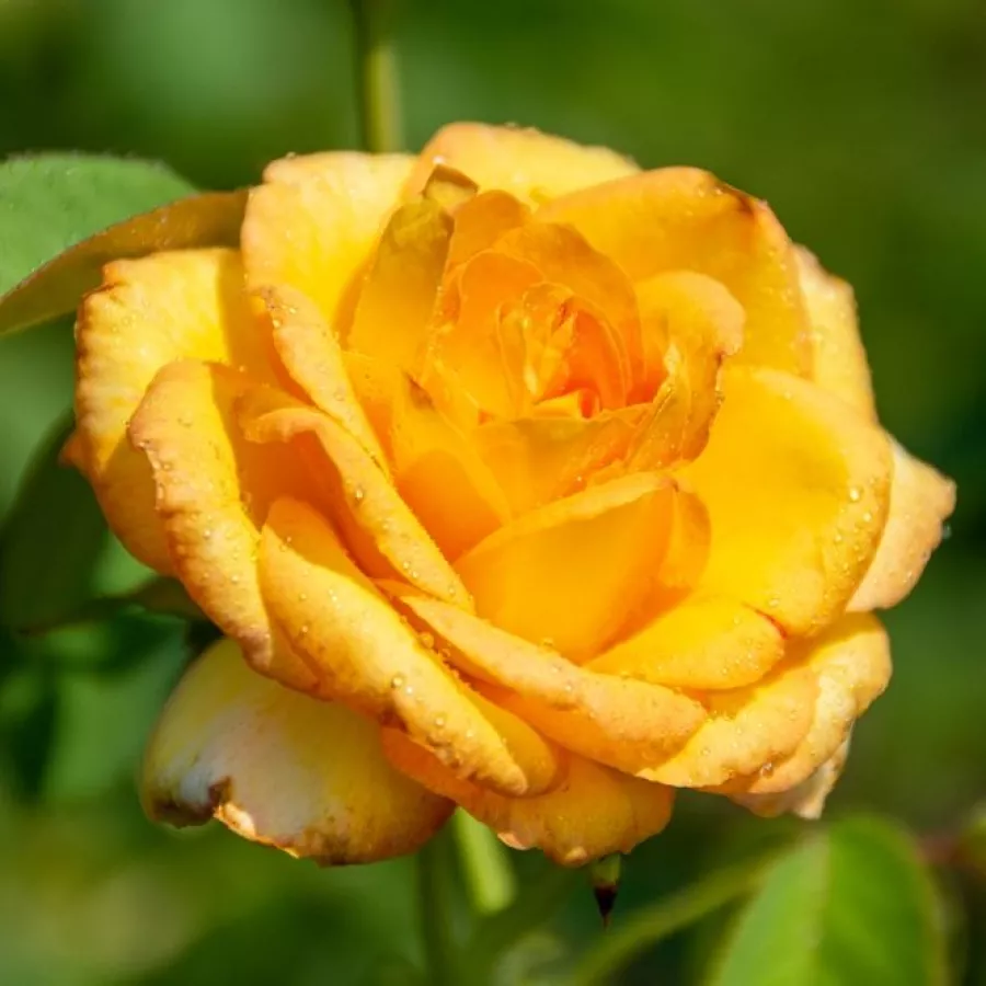 žuta - Ruža - Golden Medal® - naručivanje i isporuka ruža