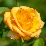 Sárga - teahibrid rózsa - diszkrét illatú rózsa - ibolya aromájú - Rosa Golden Medal® - Online rózsa rendelés