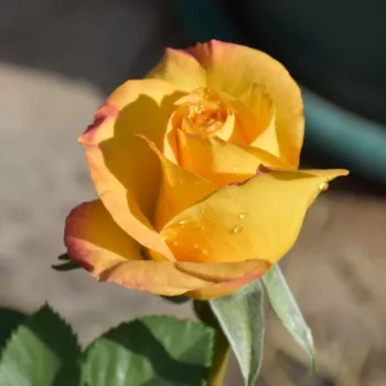 Rosa Golden Medal® - sárga - teahibrid rózsa