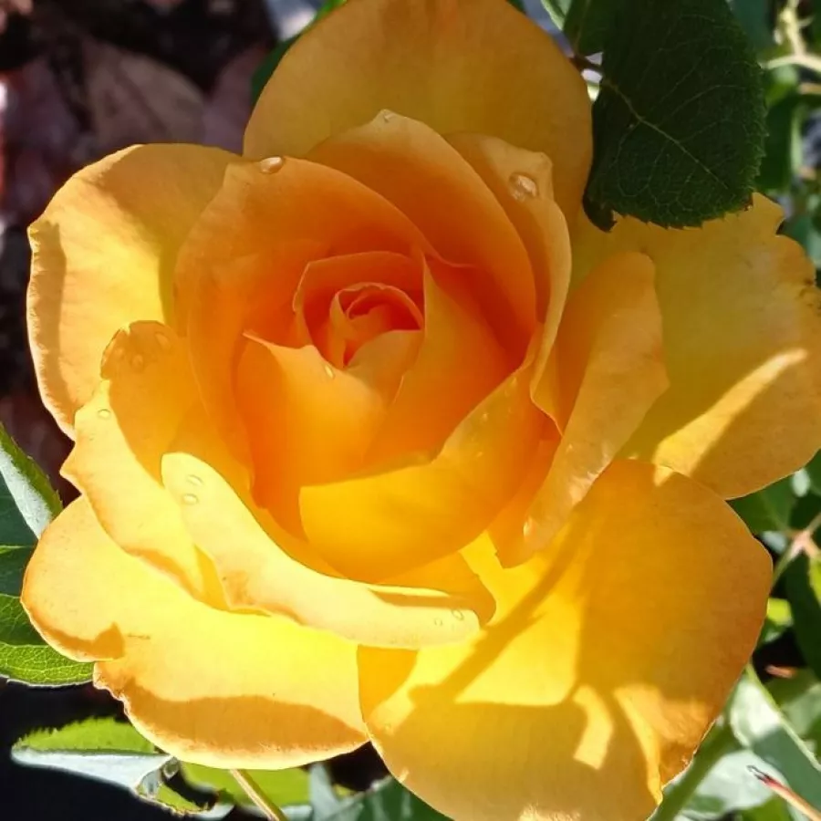 Csúcsos - Rózsa - Golden Medal® - online rózsa vásárlás