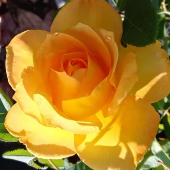 Rosen Online Gärtnerei - gelb - edelrosen - teehybriden - rose mit diskretem duft - violett-aroma - Golden Medal® - (80-100 cm)