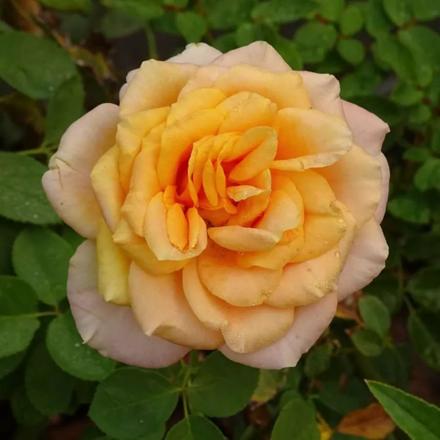 Umiarkowanie pachnąca róża - Róża - Rémy Martin® - sadzonki róż sklep internetowy - online