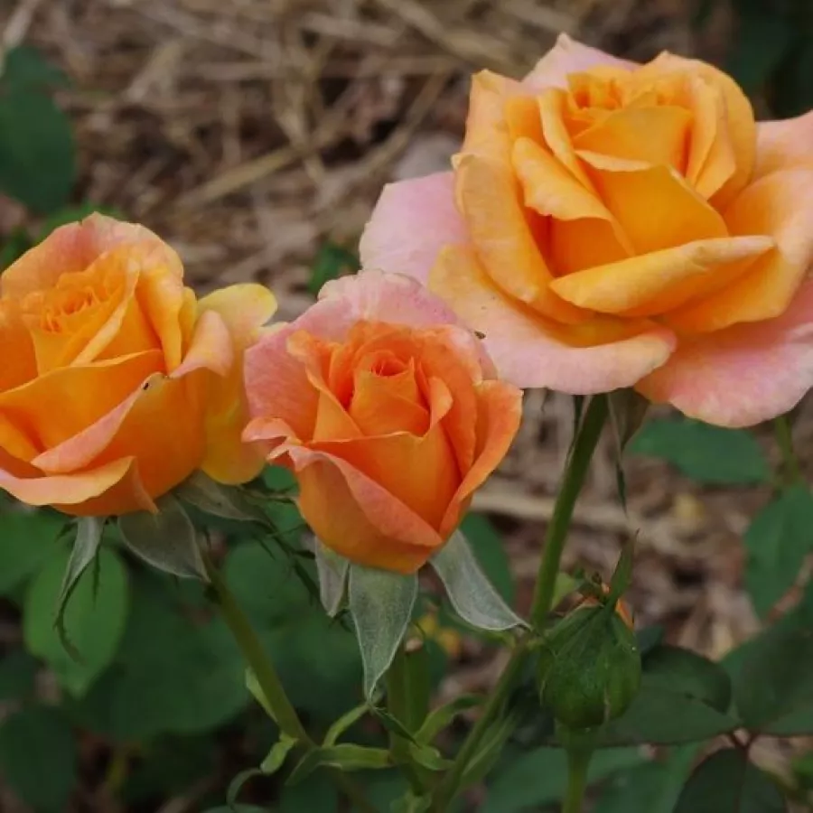 Hibridna čajevka - Ruža - Rémy Martin® - sadnice ruža - proizvodnja i prodaja sadnica