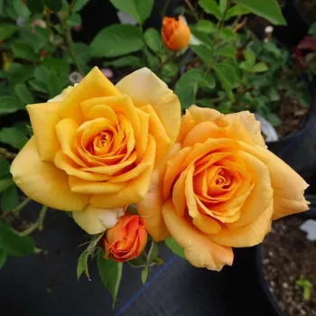 Rosa Rémy Martin® - oranžna - vrtnice čajevke