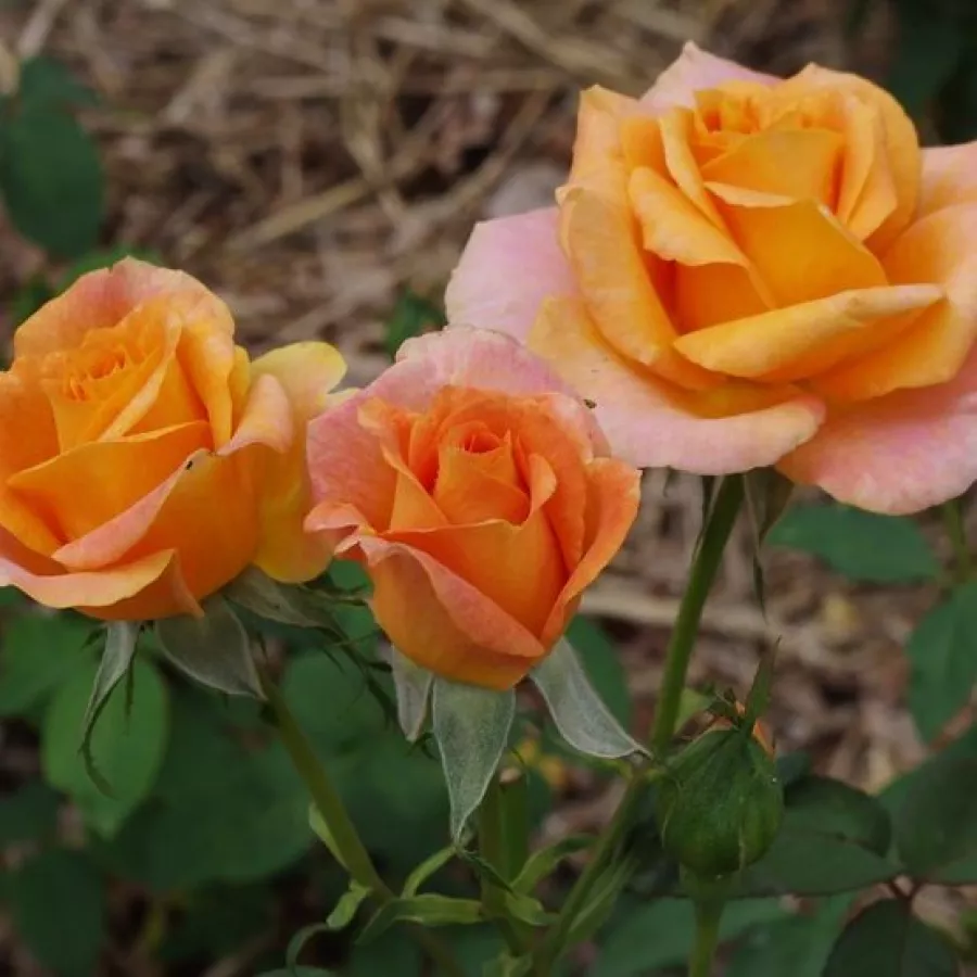 Pojedyncze - Róża - Rémy Martin® - sadzonki róż sklep internetowy - online