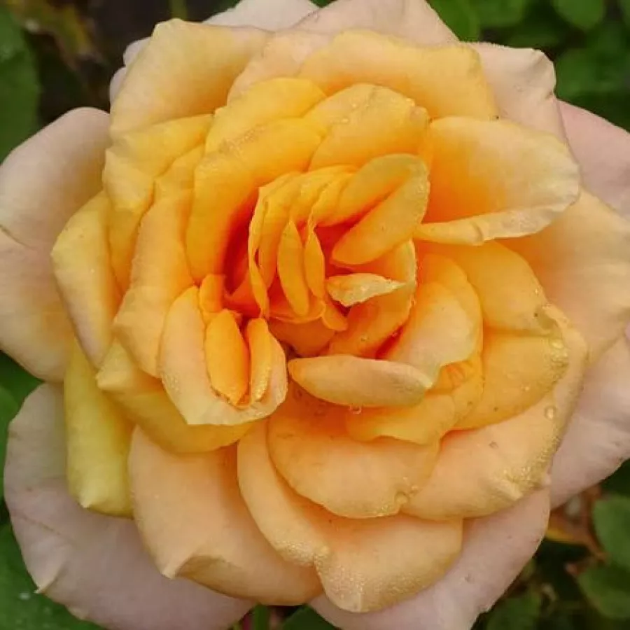 STARqueli - Roza - Rémy Martin® - vrtnice - proizvodnja in spletna prodaja sadik