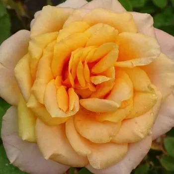 Spletno naročanje vrtnic - vrtnice čajevke - zmerno intenziven vonj vrtnice - aroma čaja - Rémy Martin® - oranžna - (90-100 cm)